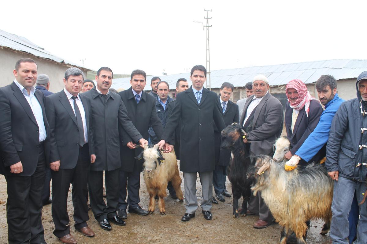 Bingöl'de damızlık teke dağımı