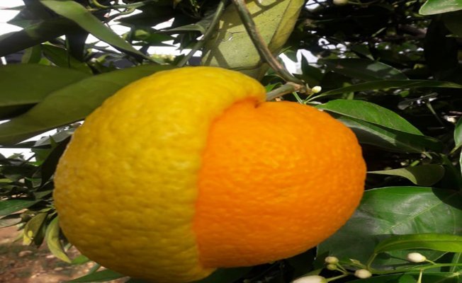Yarısı limon yarısı portakal