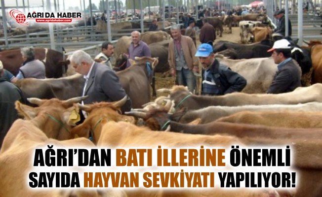 Ağrı'dan Batı İllerine Önemli Sayıda Hayvan Sevkiyatı