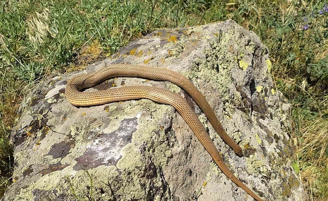 Patnos’ta yaklaşık 2 metre boyundaki yılan korkuttu.