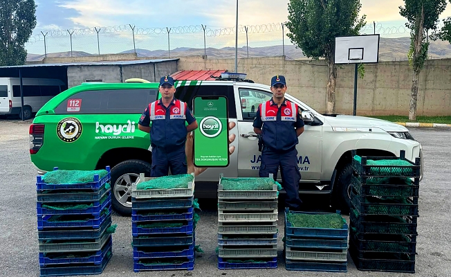 Ağrı'da 300  kg kurbağa avcıları ele geçirildi