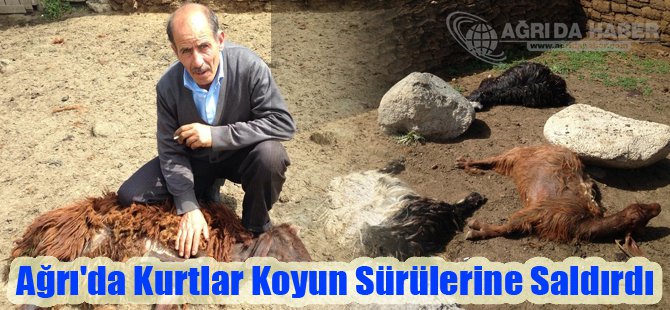 Ağrı'da Kurtlar Koyun Sürülerine Saldırdı