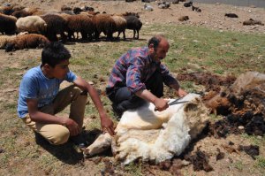 Muş'ta koyun kırpma sezonu başladı