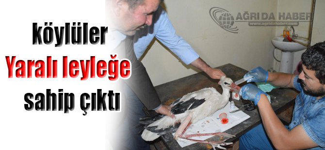 köylüler Yaralı leyleğe  sahip çıktı