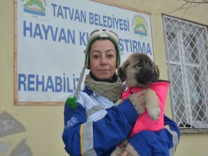 Almanya'dan Bitlis'teki köpeklere yağmurluk