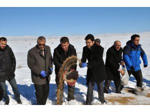 Arpaçay'da Kuşlar İçin Doğaya Yem Bırakıldı