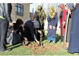 Van'da, Yeni Doğan Kız Çocukları İçin Fidan Dikildi