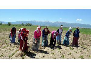 Tarlada Çapa İşçisi Olmak