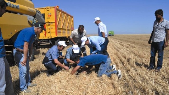 Muş'ta Buğday Hasadı Başladı