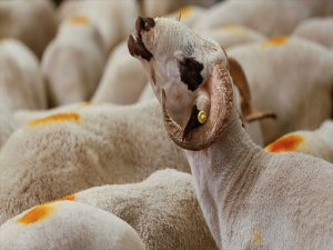 'Kurban Keserken Eziyet Edenlere Ceza Verilecek'